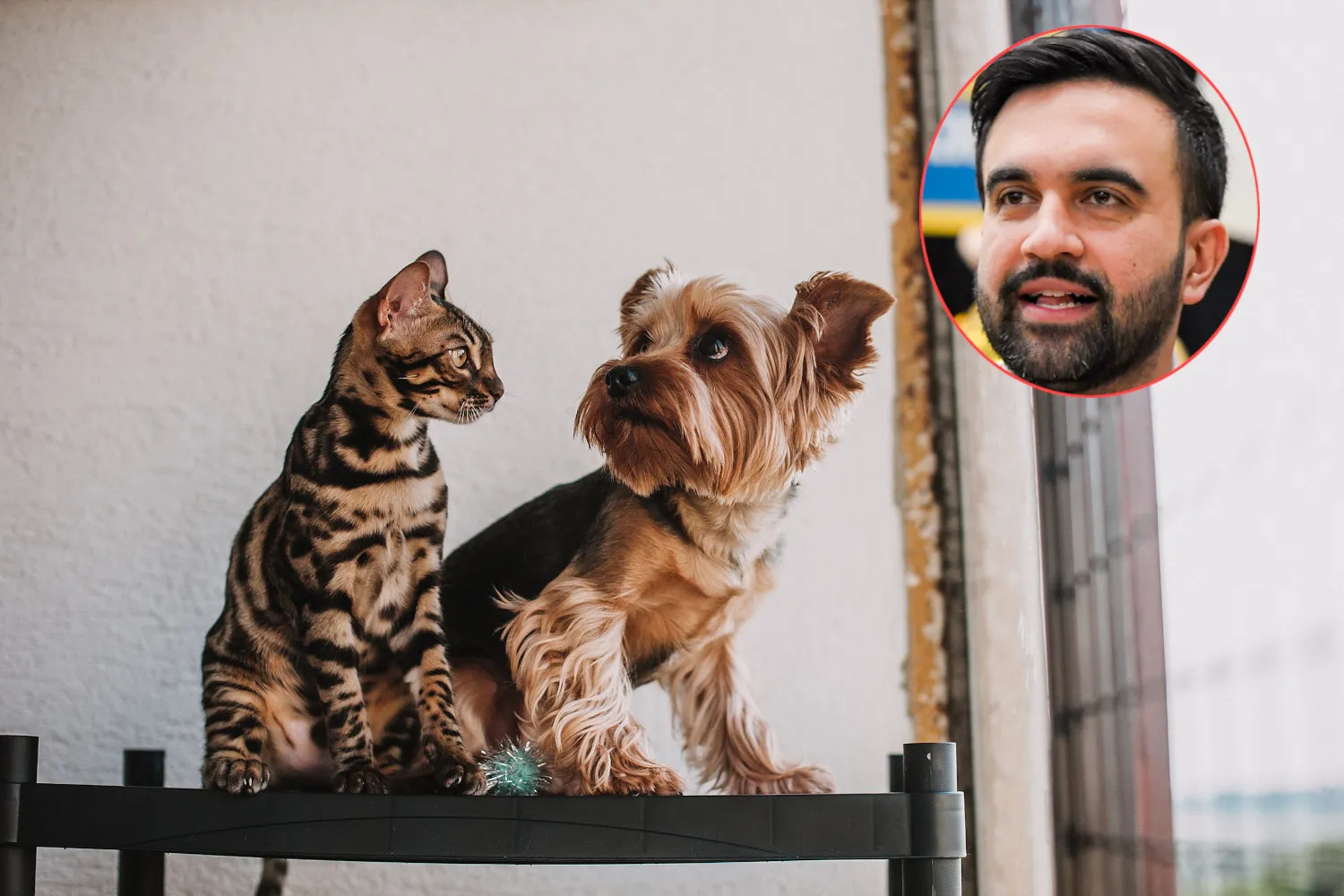 New York offrirà cibo e sterilizzazioni gratis per gli animali domestici delle famiglie in difficoltà: la svolta del sindaco Mamdani