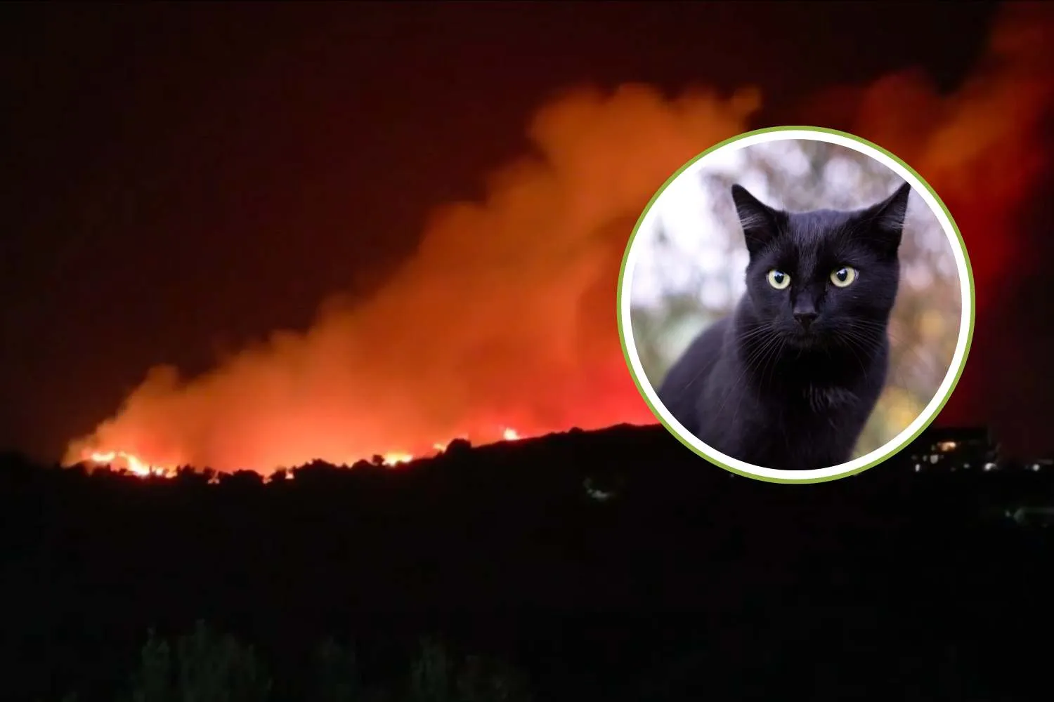 “Gatti usati come inneschi per gli incendi in Calabria e arsi vivi”: quando la crudeltà umana supera ogni immaginazione