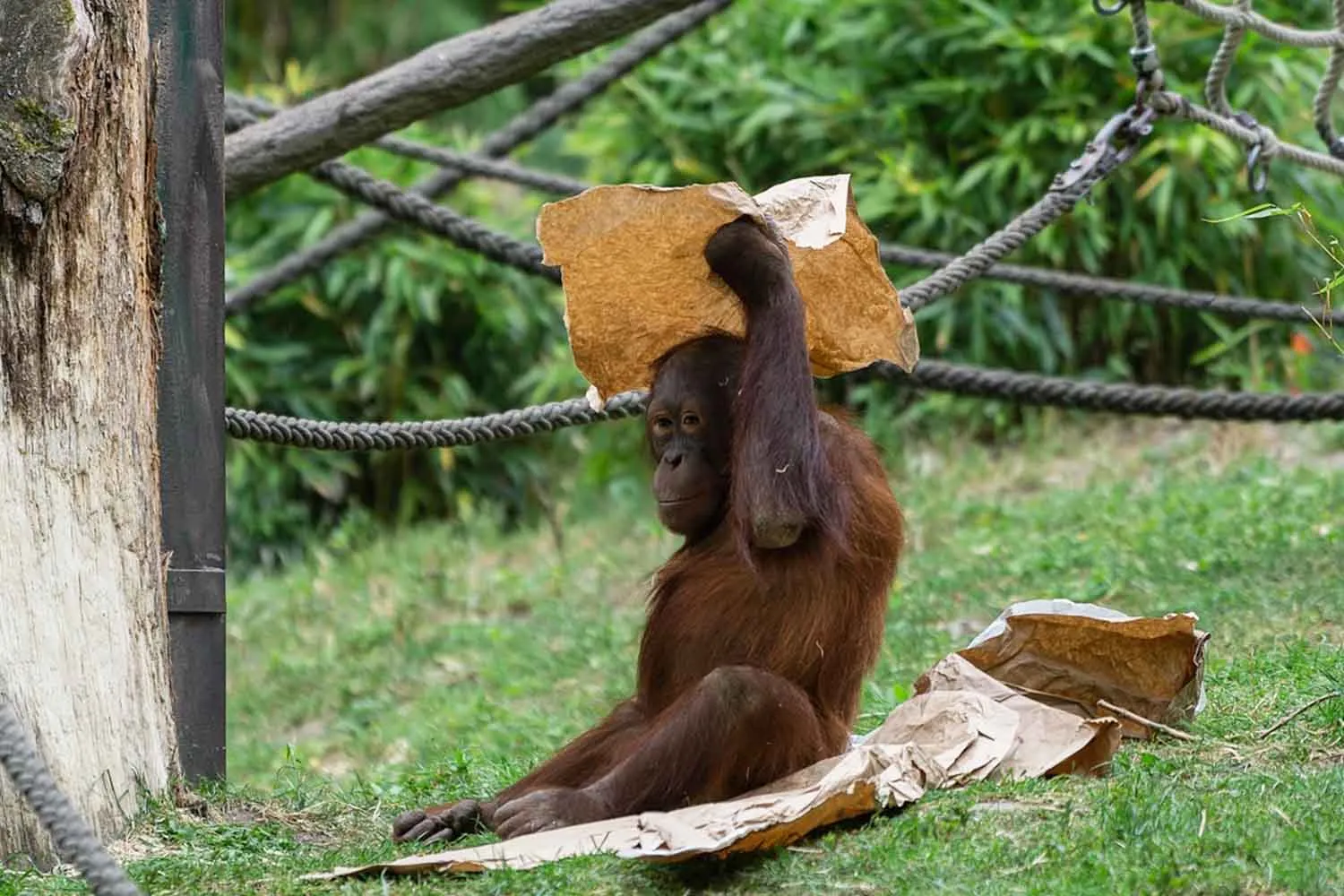 Un orango vivo vale più di uno morto: questo progetto nel Borneo offre soldi a chi fotografa le scimmie (invece di cacciarle)