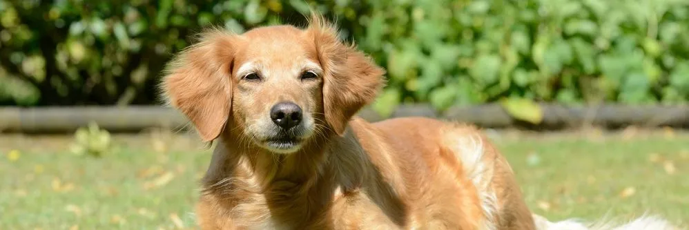 Diagnostica veterinaria veloce e affidabile direttamente in clinica - AboutPharma