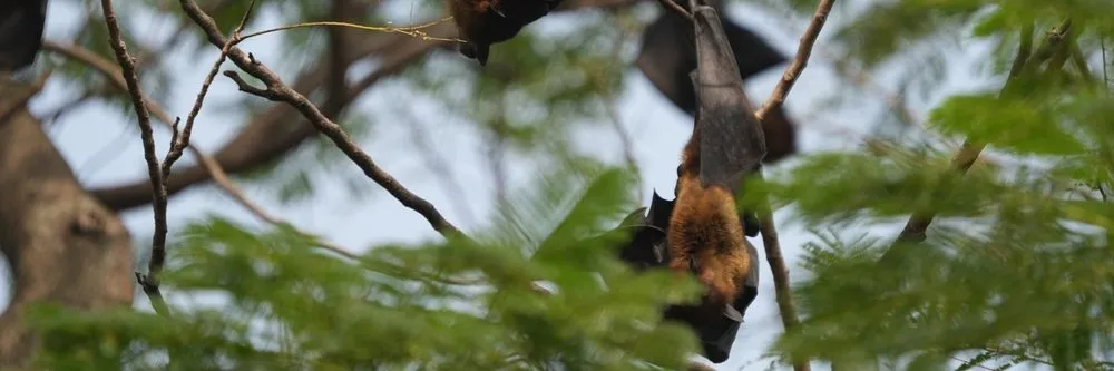 Zoonosi emergenti: la prevenzione va fatta sulla fauna selvatica - AboutPharma