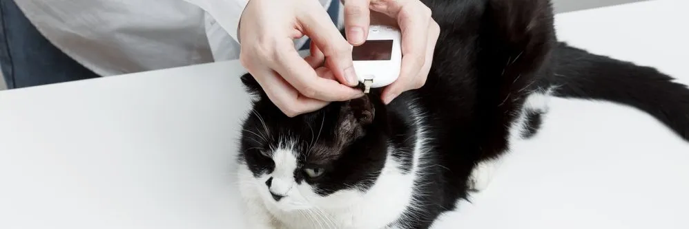 Cvmp (Ema): sì a un nuovo antidiabetico per gatti, al via la consultazione su farmaci a Rna e oligonucleotidi antisenso - AboutPharma