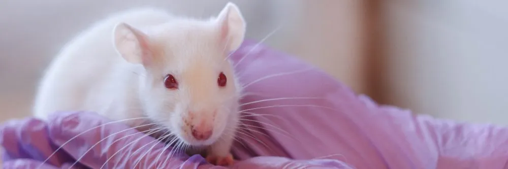 Malattie cardiovascolari, concluso il progetto Emile che punta a ridurre i test sugli animali - AboutPharma