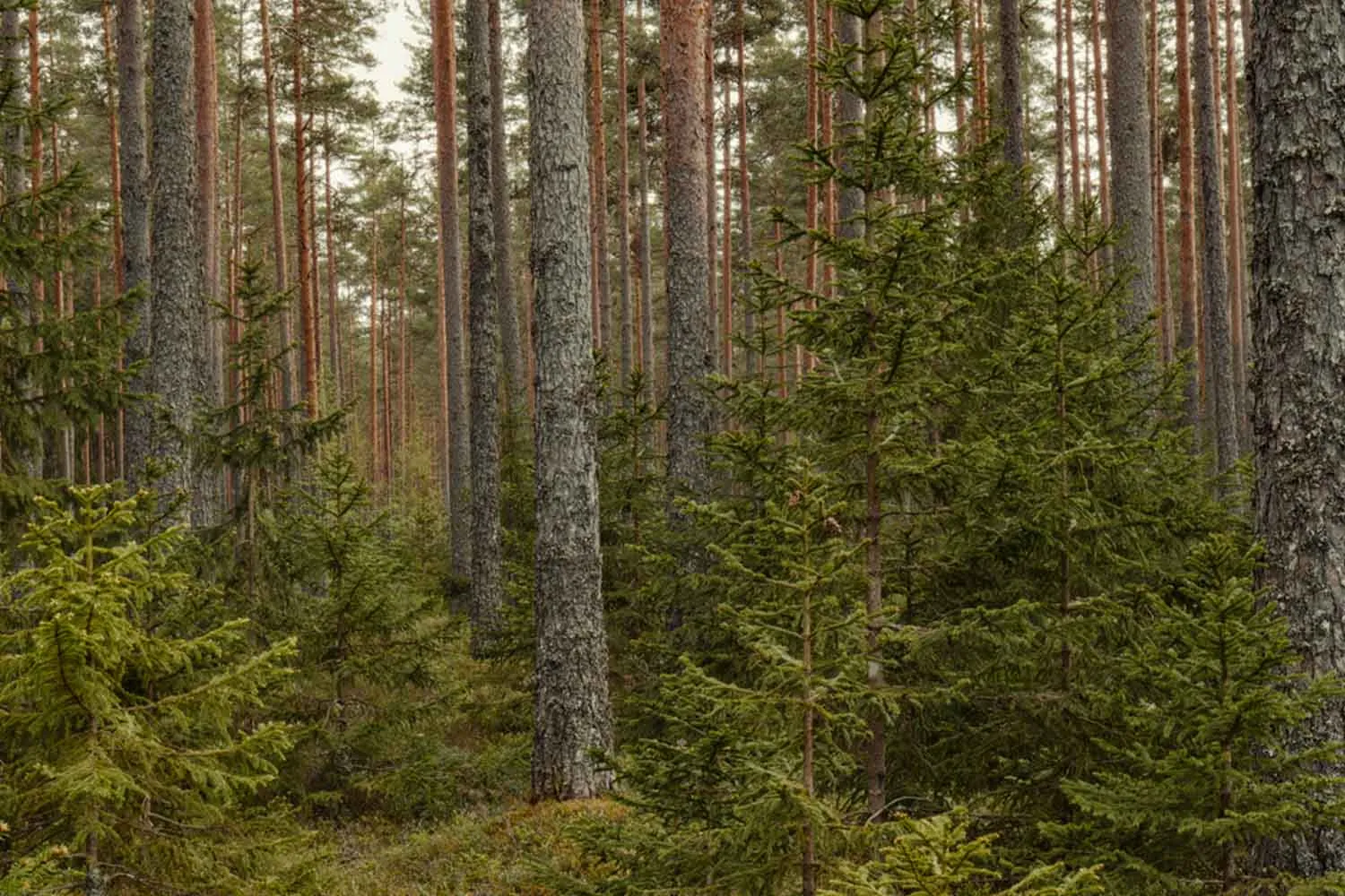 Più foreste, meno spazio per la natura: il paradosso degli alberi italiani "frammentati"