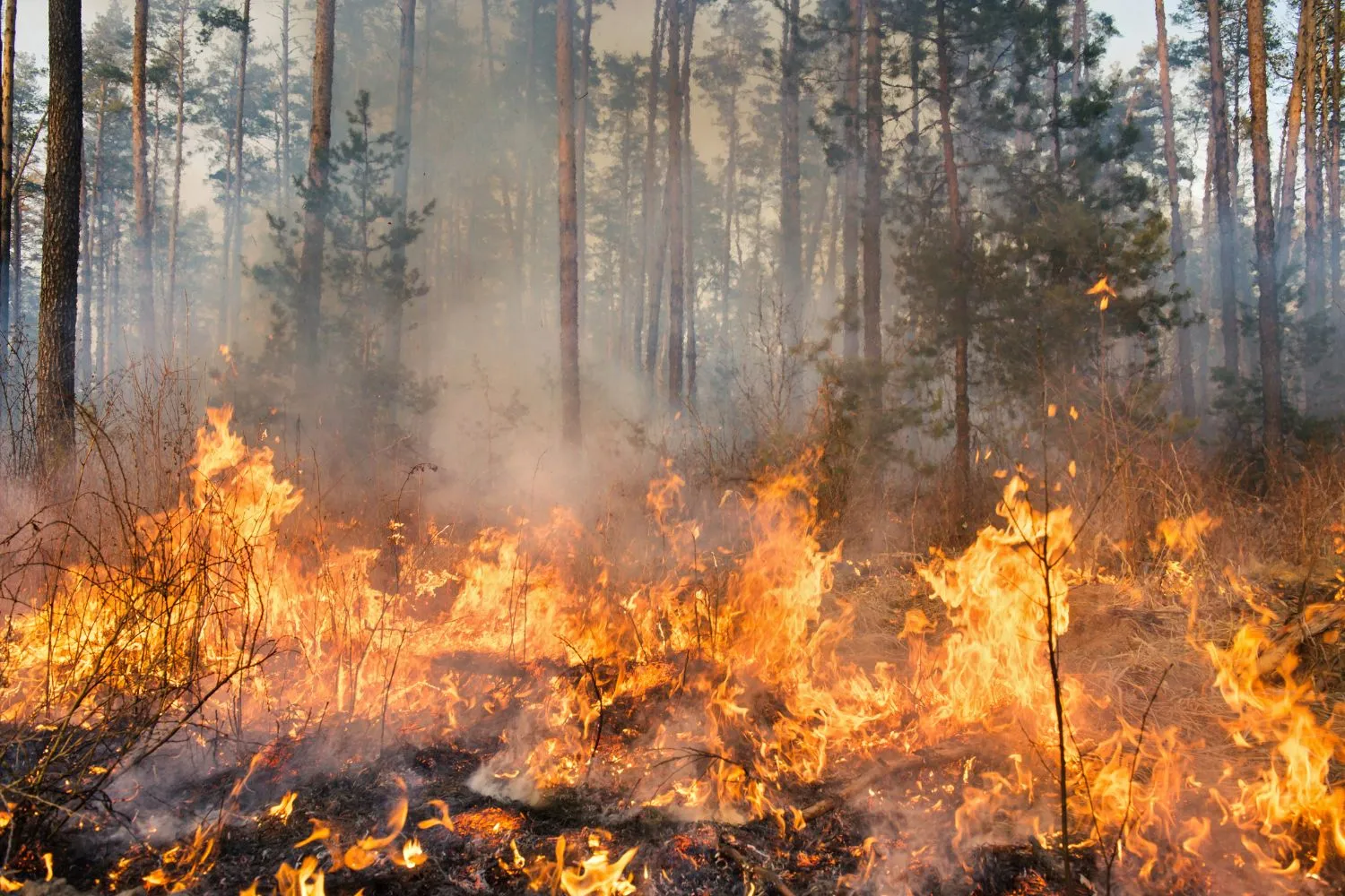 Gli incendi non aspettano più l'estate: quasi 500 roghi prima della stagione ufficiale. Il report