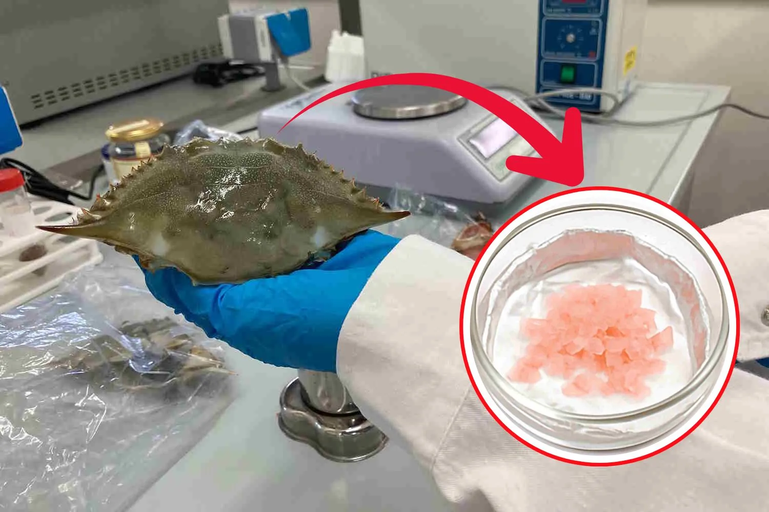 Granchio blu: Enea ha trovato il modo di riutilizzare gli scarti del crostaceo invasivo ed estrarre la chitina in modo più sostenibile