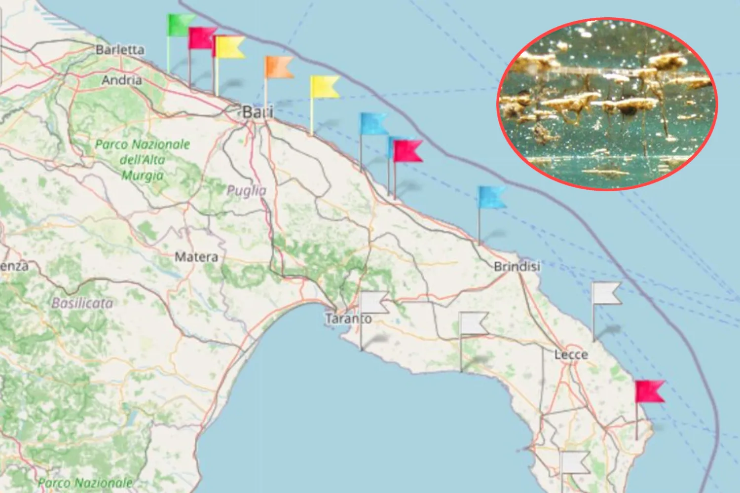Torna l’alga tossica in Puglia, scatta il bollino rosso in queste spiagge: la mappa delle aree a rischio (e i sintomi)