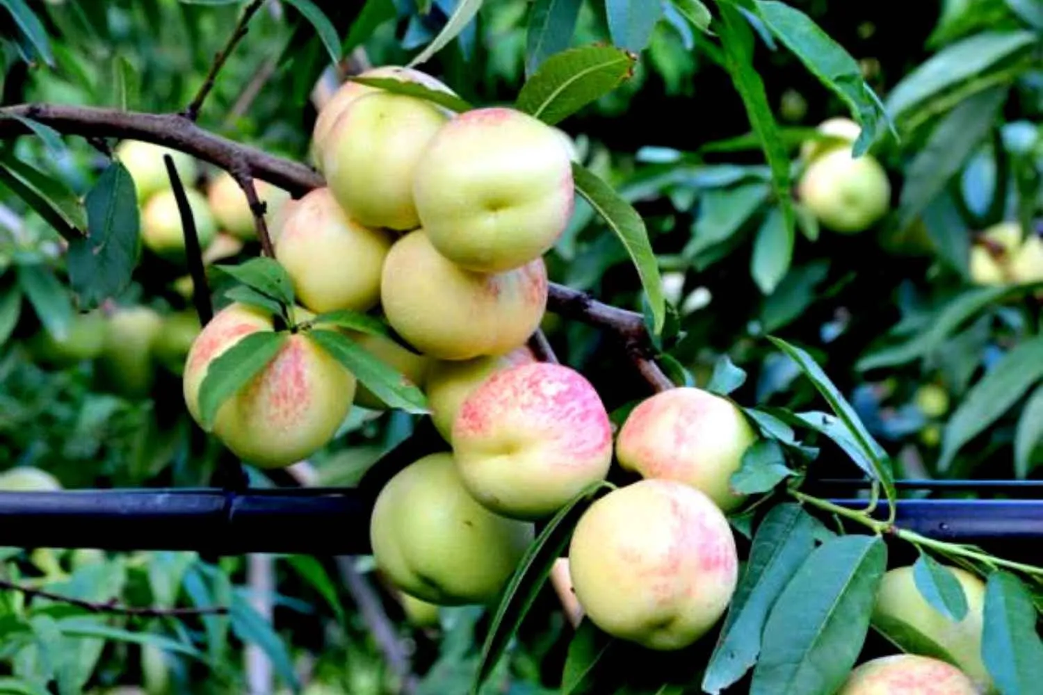 Se vi trovate in Sicilia dovete mangiare assolutamente questo antico frutto prima che scompaia per sempre
